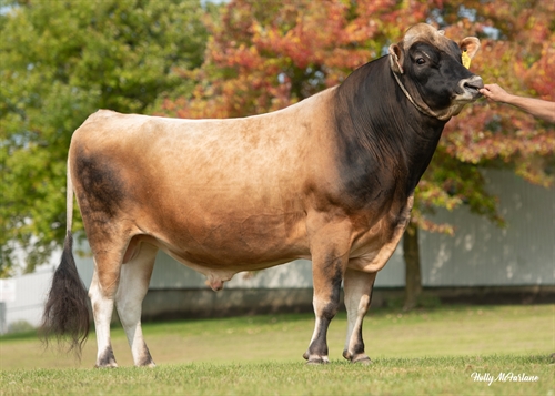 SÊMEN DOSE TOURO JERSEY (JX MONARCH)